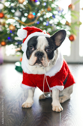 French bulldog dressed up in santa costume for Christmas © Patryk Kosmider