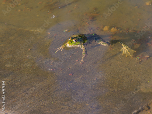 Frog in the water