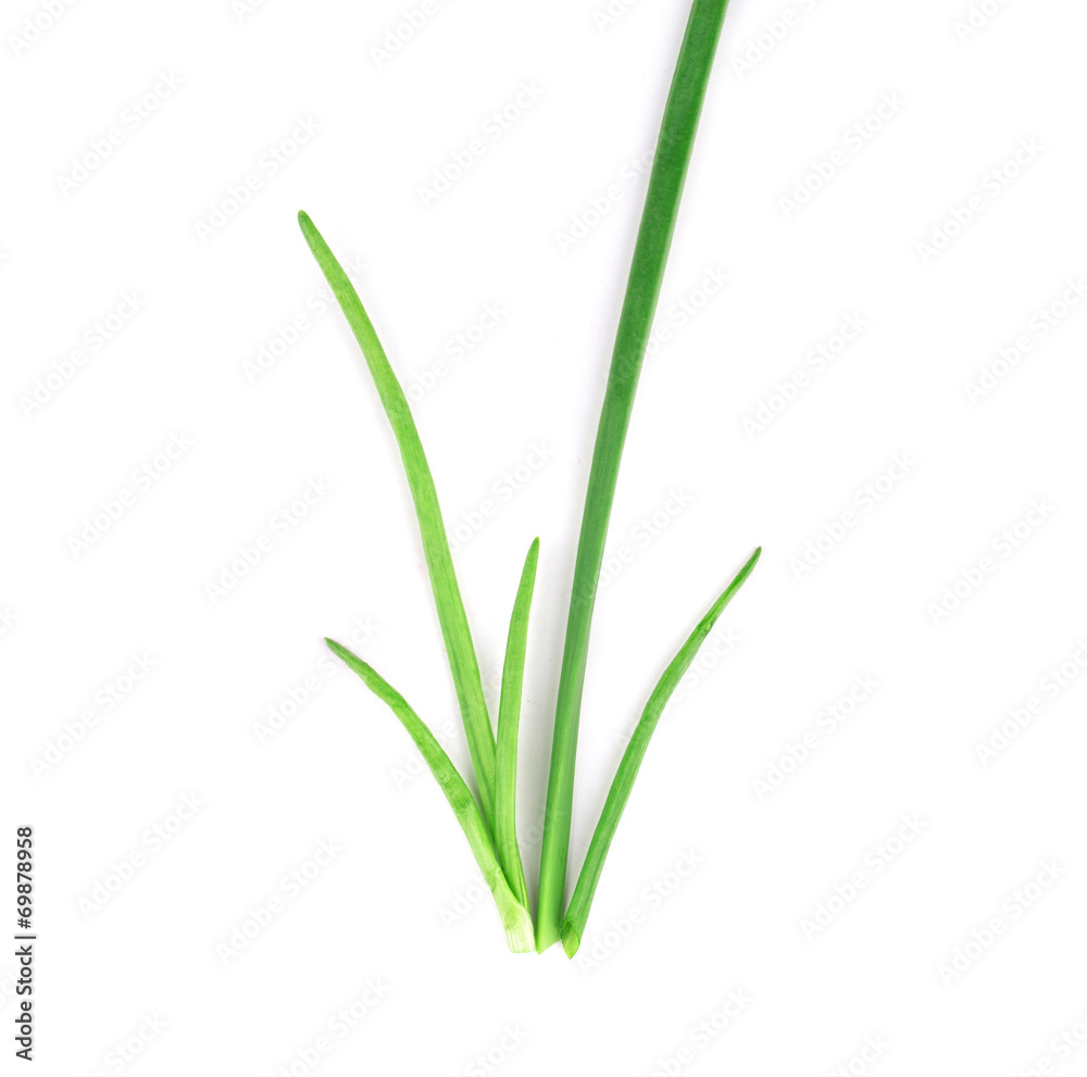 Spring green onion.