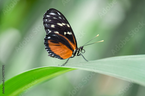 Schmetterling © T F Sturm