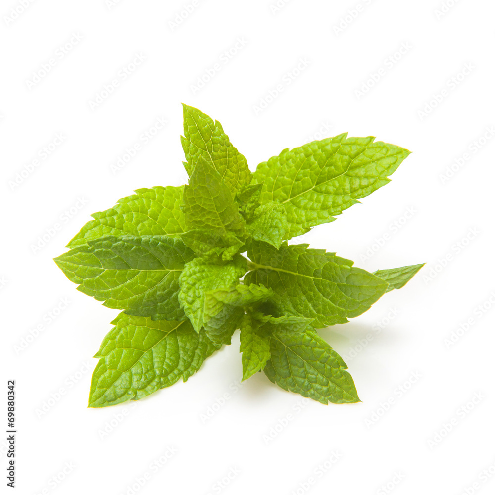 Fresh mint isolated on a white studio background. Fresh mint isolated on a white studio background.