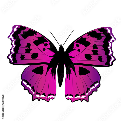 butterflies design