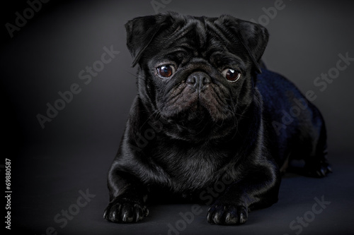 Cane carlino nero isolato su sfondo nero