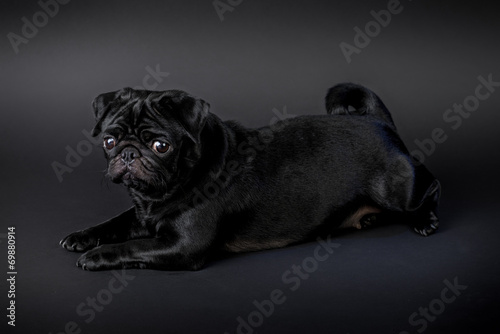 Cane carlino nero isolato su sfondo nero