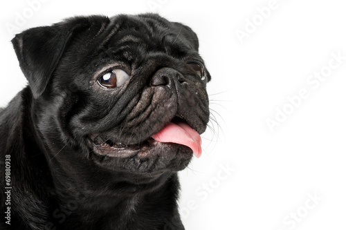Cane carlino nero isolato su sfondo bianco
