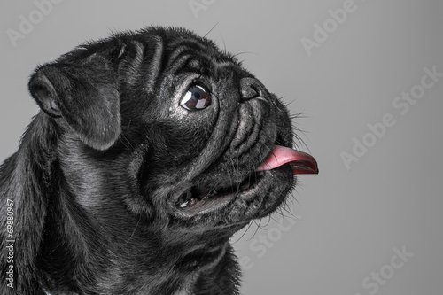 Fototapeta Naklejka Na Ścianę i Meble -  Cane carlino nero isolato su sfondo grigio