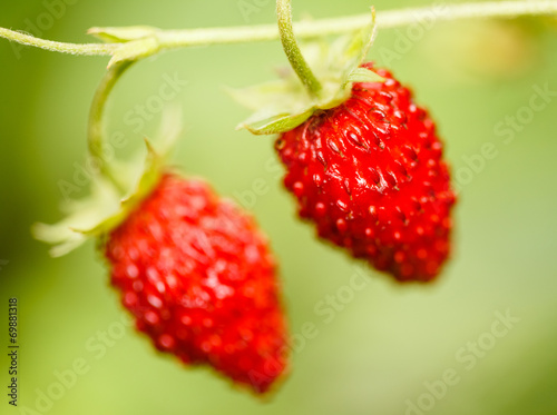 Strawberry. Strawberries. Growing Organic Berries