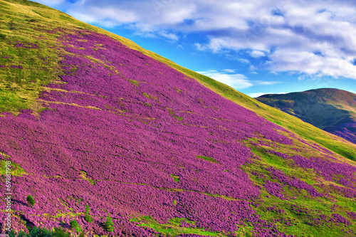 Colorful landscape scenery of Pentland hills slope covered by vi