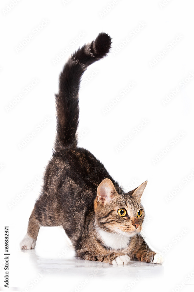 Obraz premium Funny cat with long tail