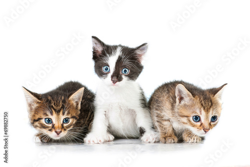 Canvas-taulu Three adorable little kittens