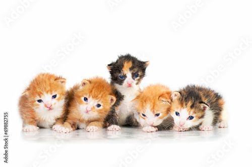 Five little kittens