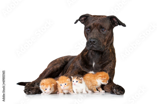 Fototapeta Naklejka Na Ścianę i Meble -  American staffordshire terrier with little kittens