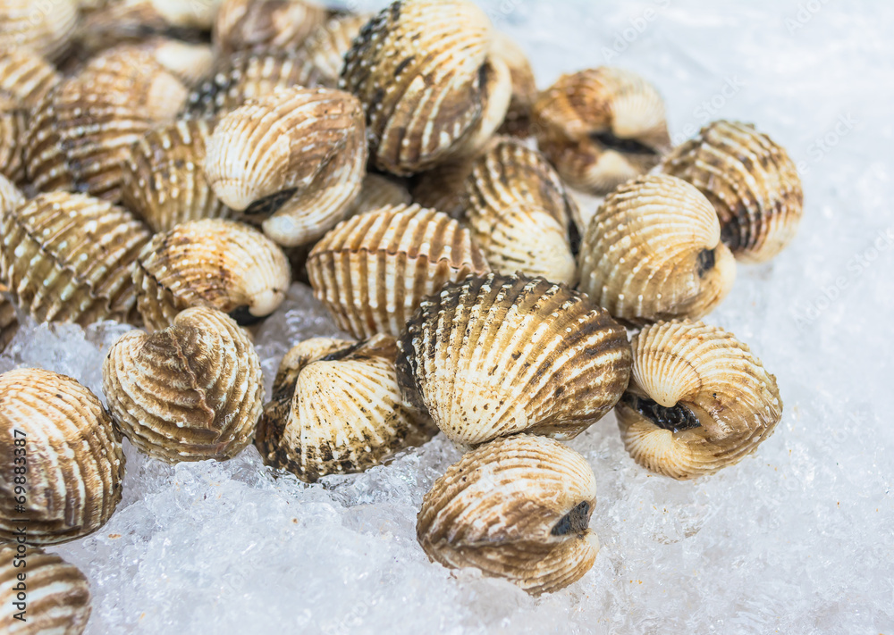 fresh cockle fresh cockle