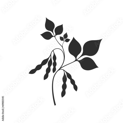 Soybean