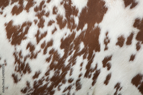 part of hide of red and white cow photo
