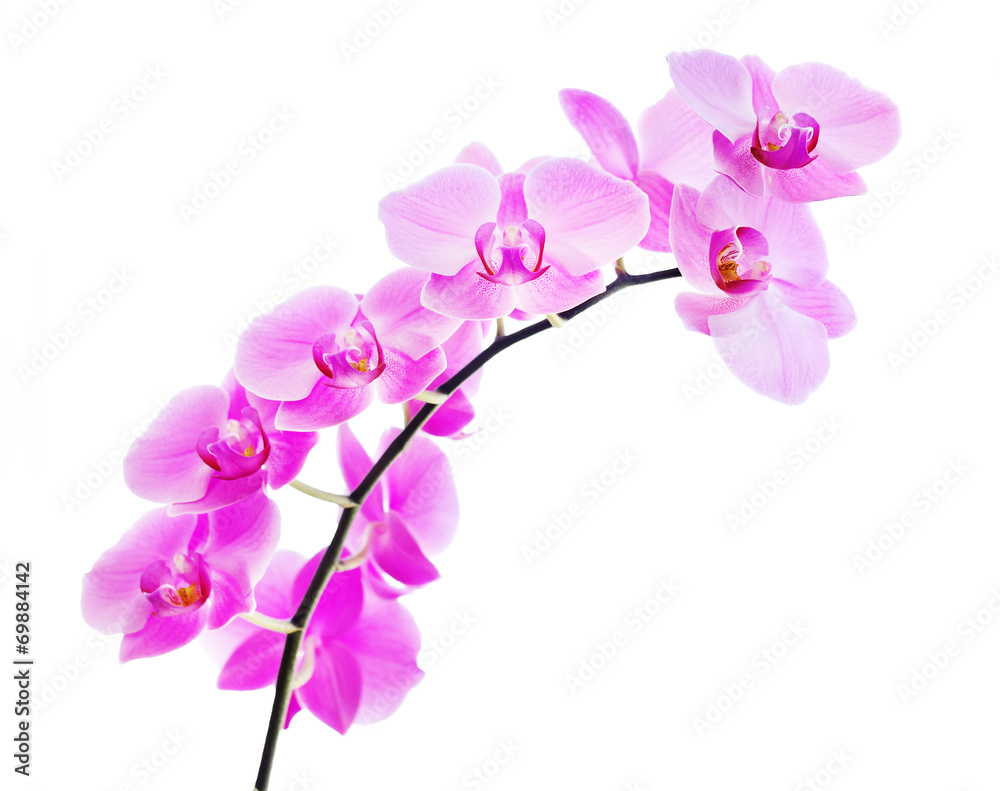 Fototapeta premium Różowa orchidea na białym tle