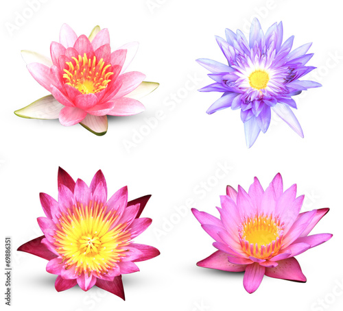 lotus flower