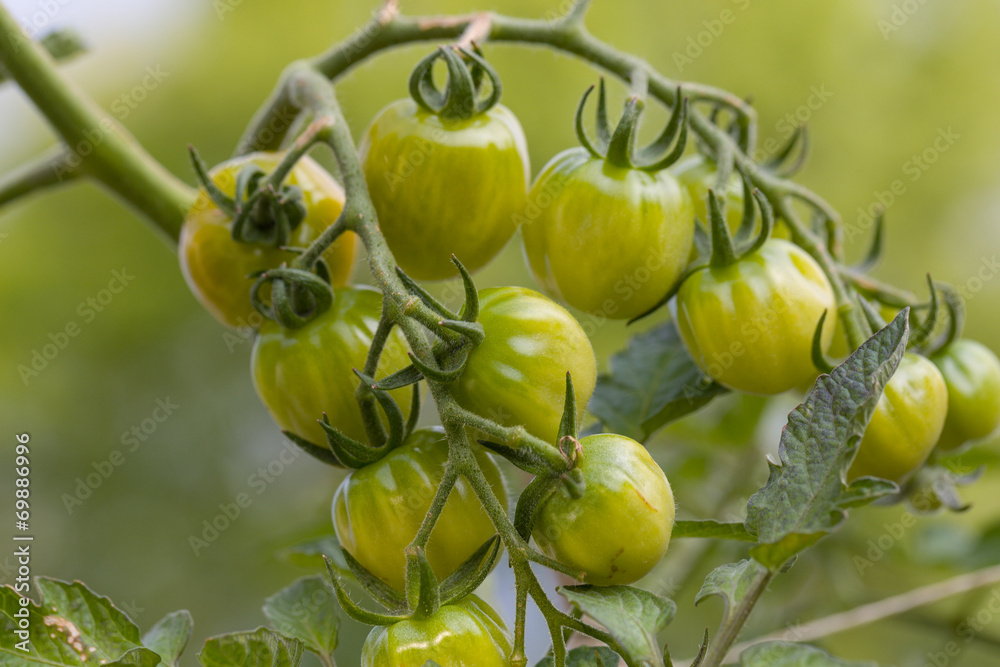 grüne Tomaten am Strauch
