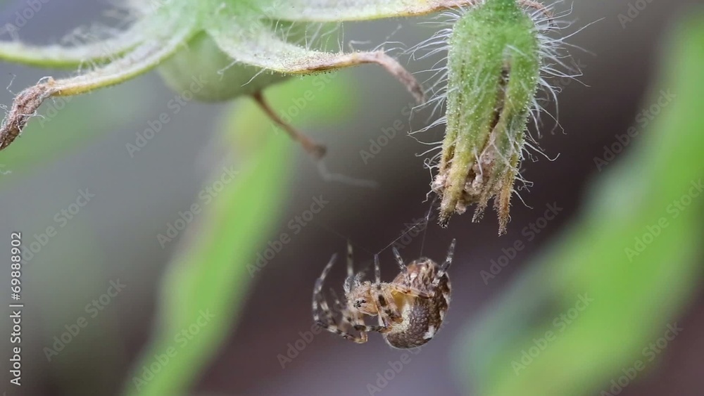 Spider on web outdoors Spider on web outdoors