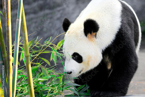 Fototapeta Naklejka Na Ścianę i Meble -  Giant panda bear and her favorite food bamboo