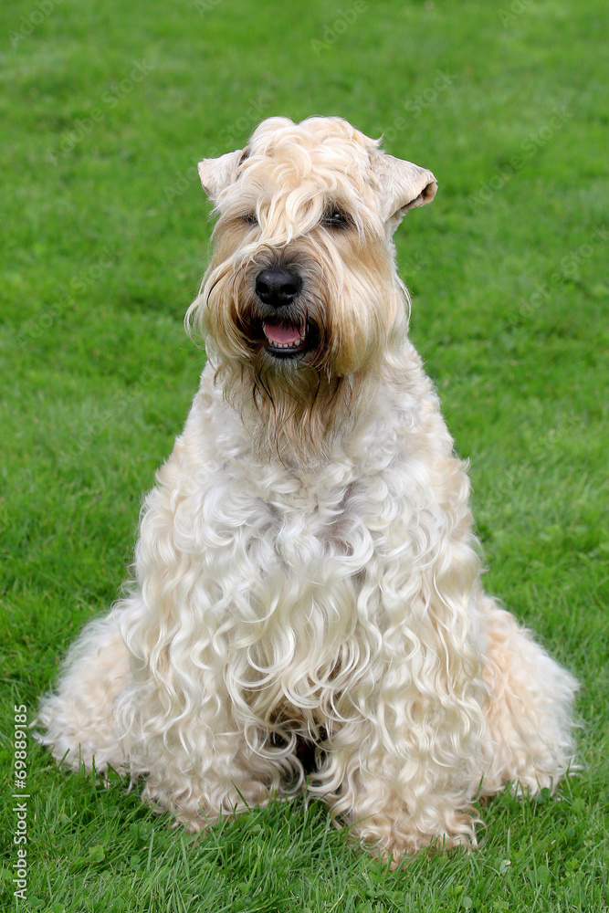 Funny Irish Soft Coated Wheaten Terrier Funny Irish Soft Coated Wheaten Terrier