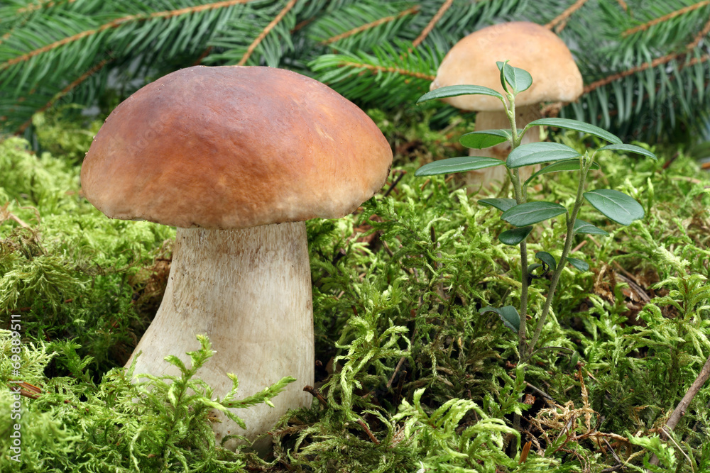Mushroom (Boletus edulis) growing in forest. Mushroom (Boletus edulis) growing in forest.