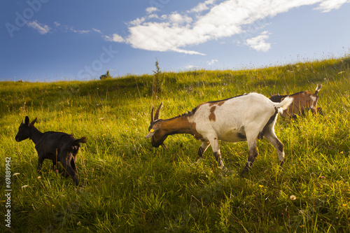 Goats grazing at sunset