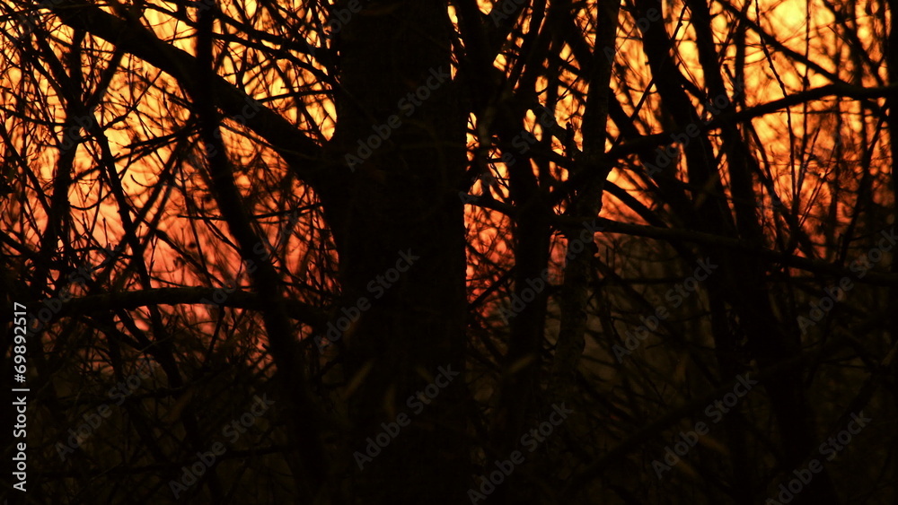 Sunset Through Forest Trees Silhouettes Time Lapse 4K Video Sunset Through Forest Trees Silhouettes Time Lapse 4K Video