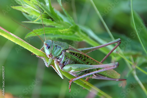 Green grasshopper sitting on a blade of grass