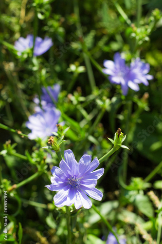 Blue chicory flowers in grass