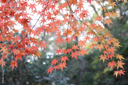 autumn color of maple leaves in a park