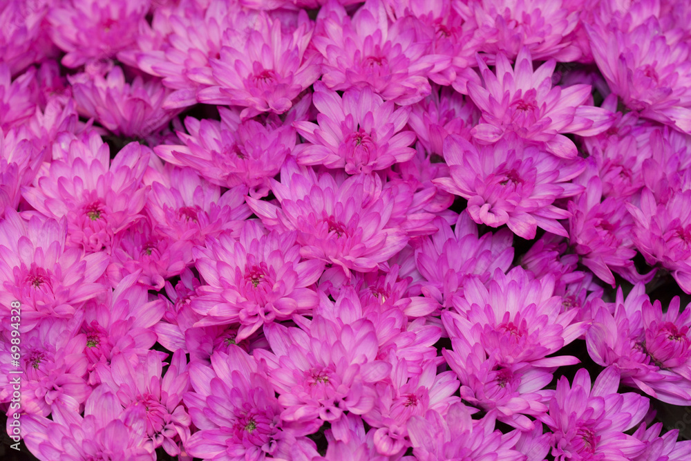 着色されたキクの花 着色されたキクの花