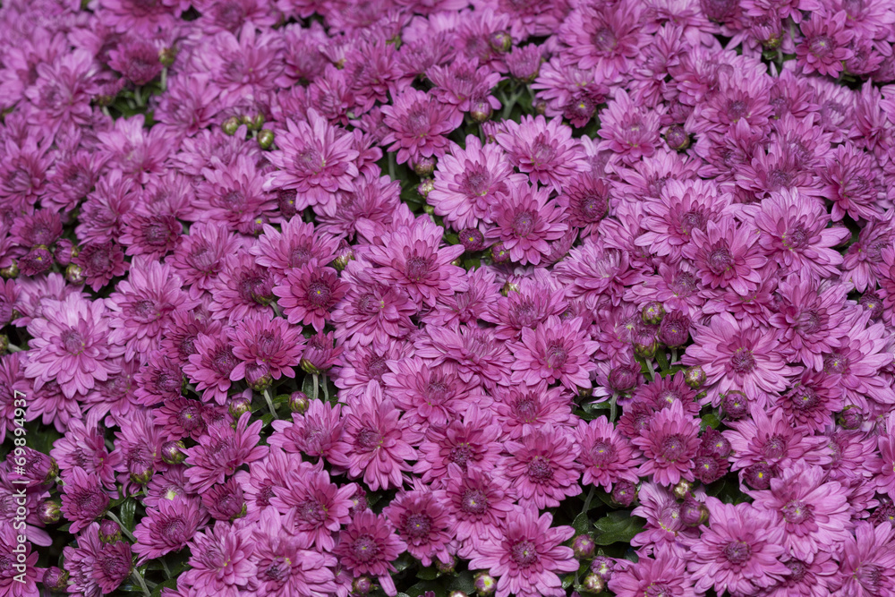Obraz premium キクの花