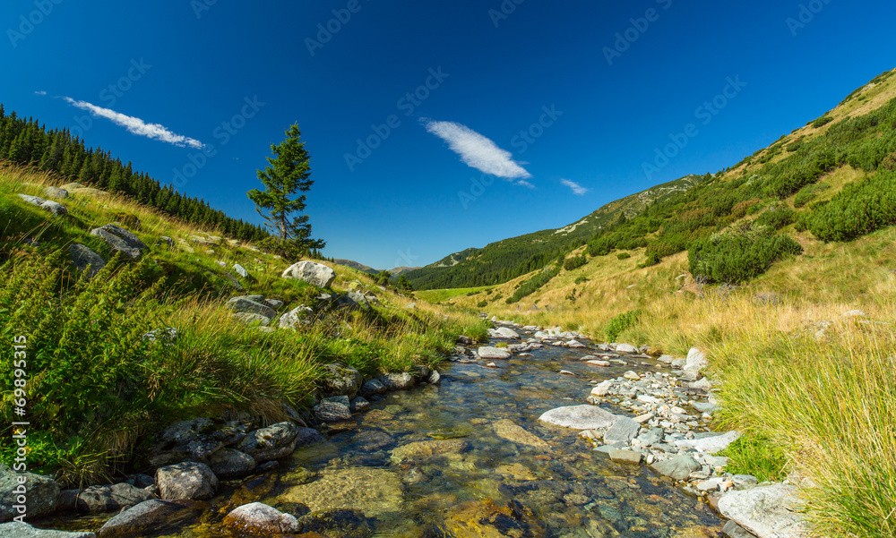 Pastoral mountain scenery and fir trees in the Alps, in summer