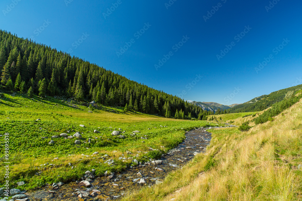 Obraz premium Pastoral summer scenery in the mountains, with fir tree forests