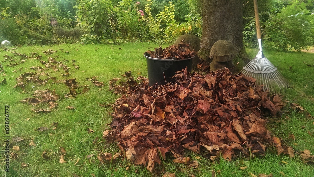 Fototapeta premium Pile of fall leaves with rake on lawn