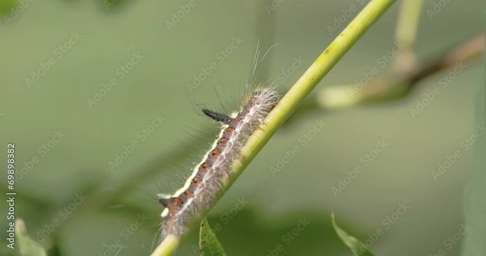 A hairy caterpillar on the stem A hairy caterpillar on the stem