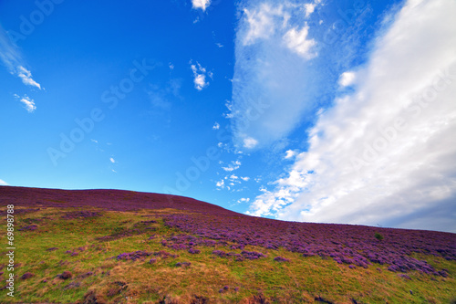 Colorful hill slope covered by violet heather flowers.