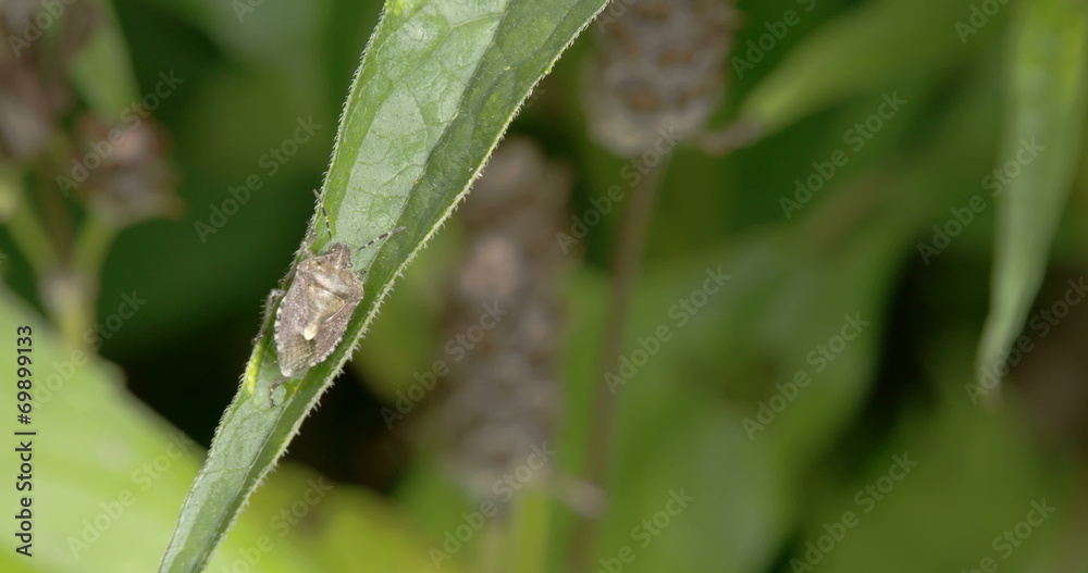 The bug is on the leaf of a plant The bug is on the leaf of a plant