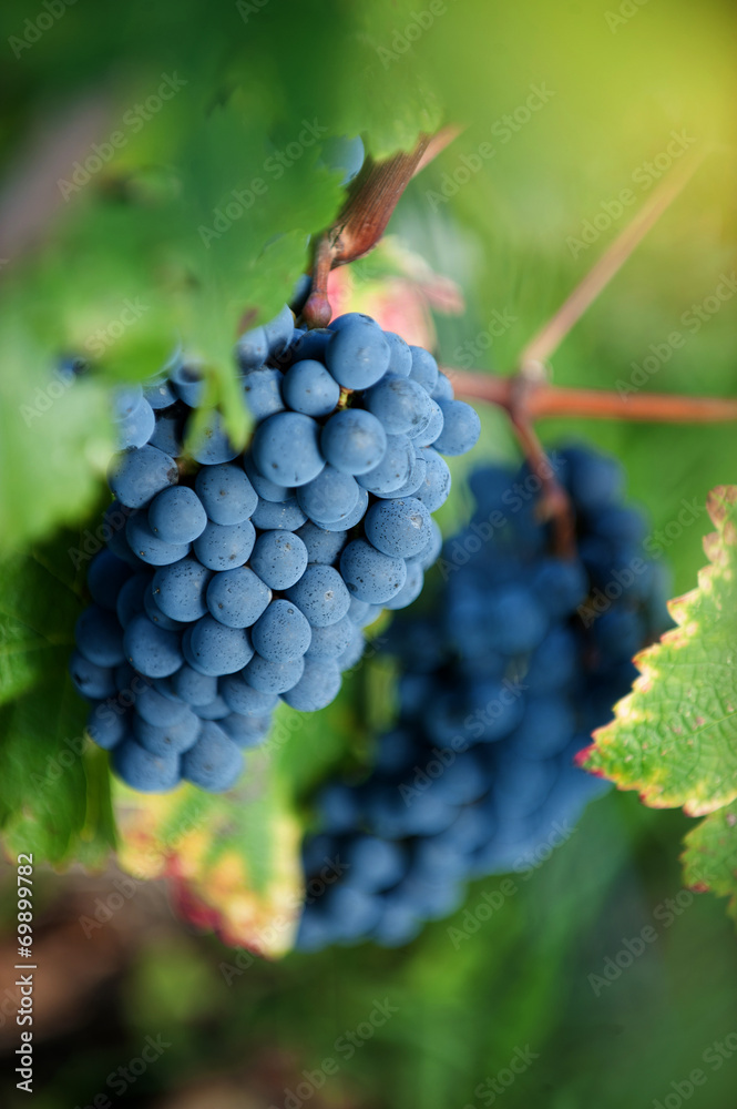 Harvest in the vineyards of Bordeaux, France