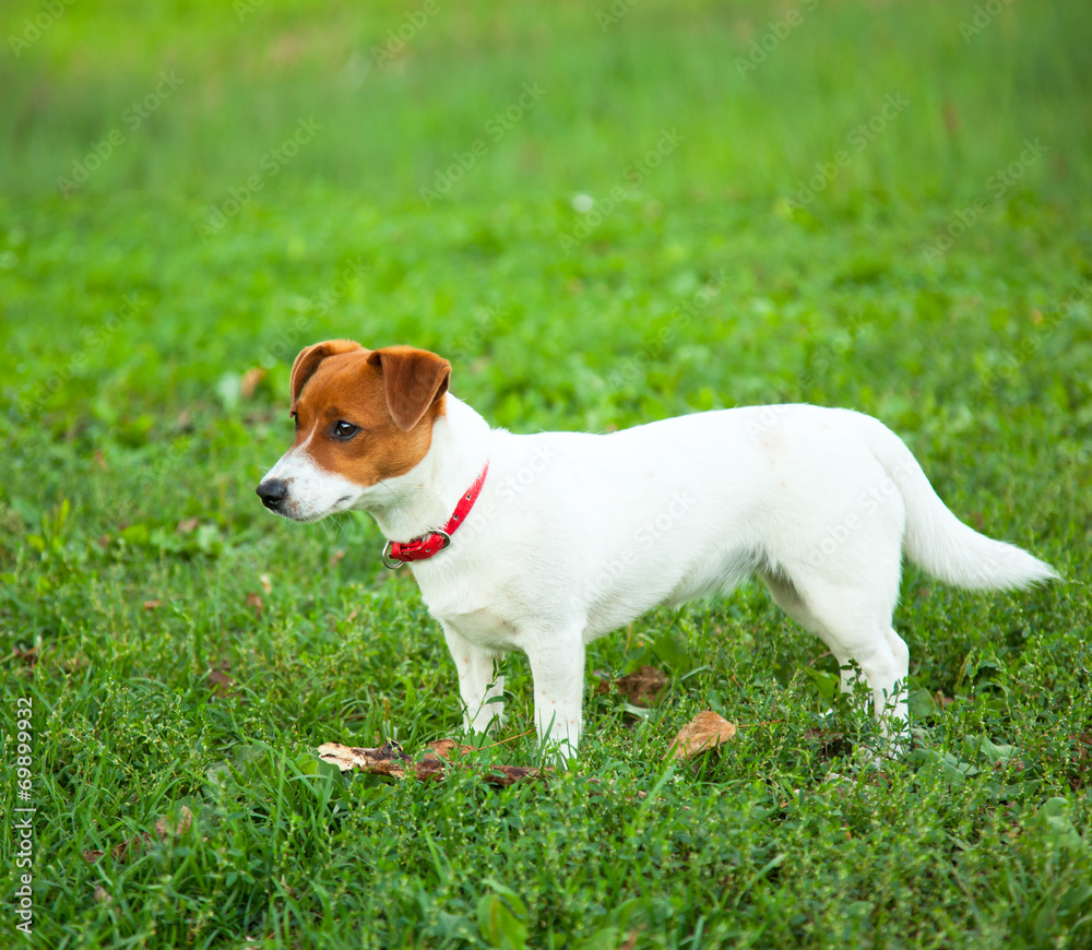 cute puppy Jack Russell on the green grass