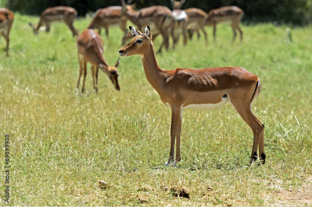 Fototapeta premium Impala gazelle