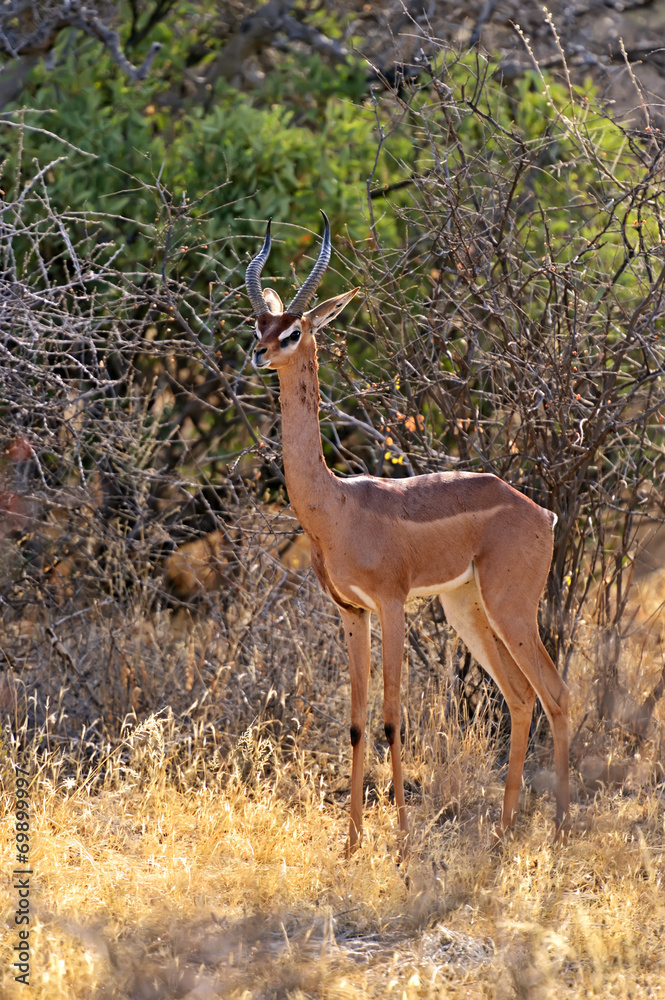 Naklejka premium African Zebra