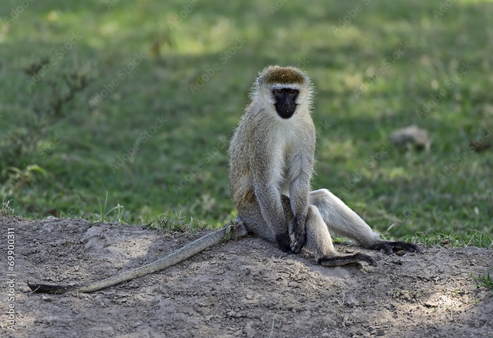 Obraz premium Green monkey