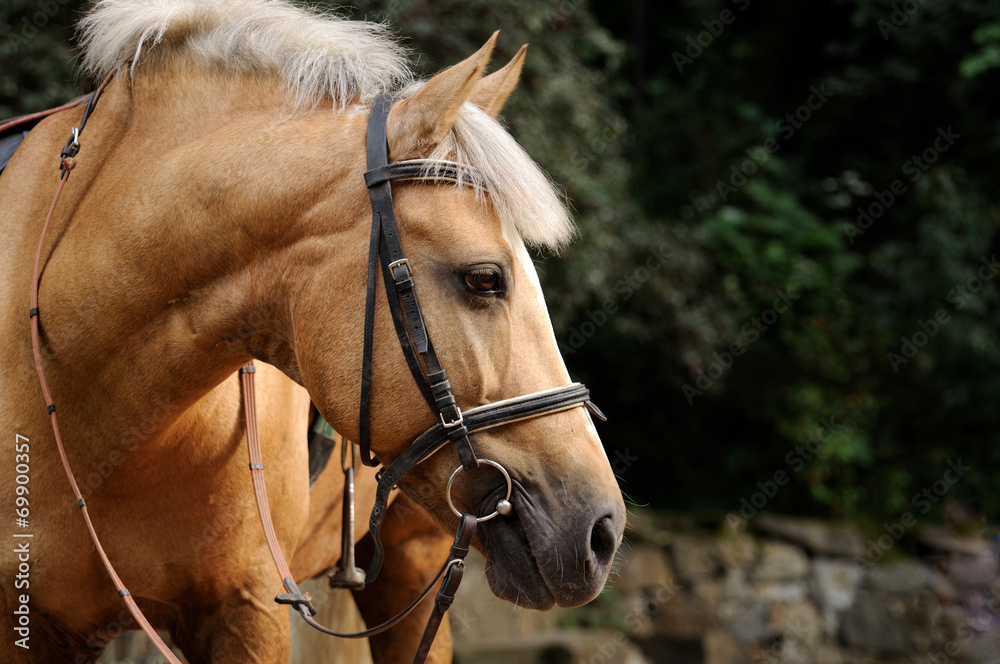 Fototapeta premium Head of horse.