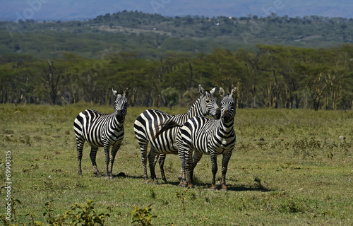 Zebra