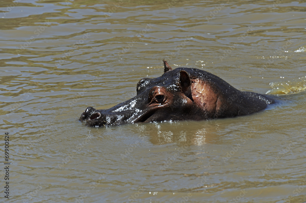 Fototapeta premium African hippo