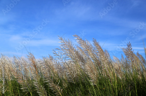 Kans grass locally known as the Kash flower in Bangladesh