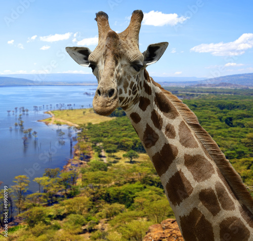 Giraffe