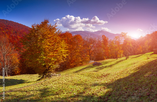 Colorful autumn landscape in the Carpathian mountains  Ukraine 